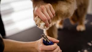 Regular grooming is fine