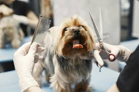 Willing to invest time in regular grooming