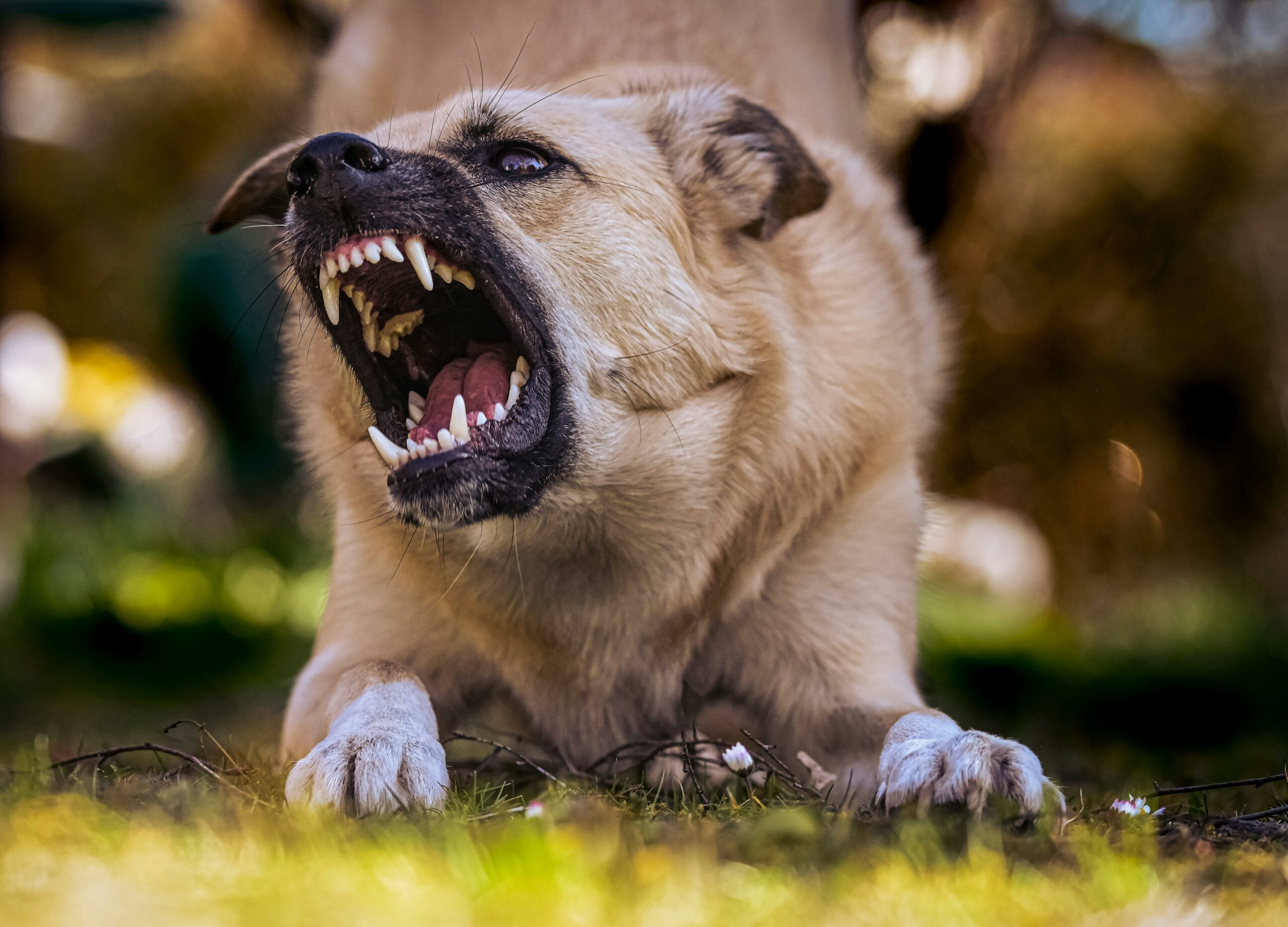 Yes, I need a protective breed