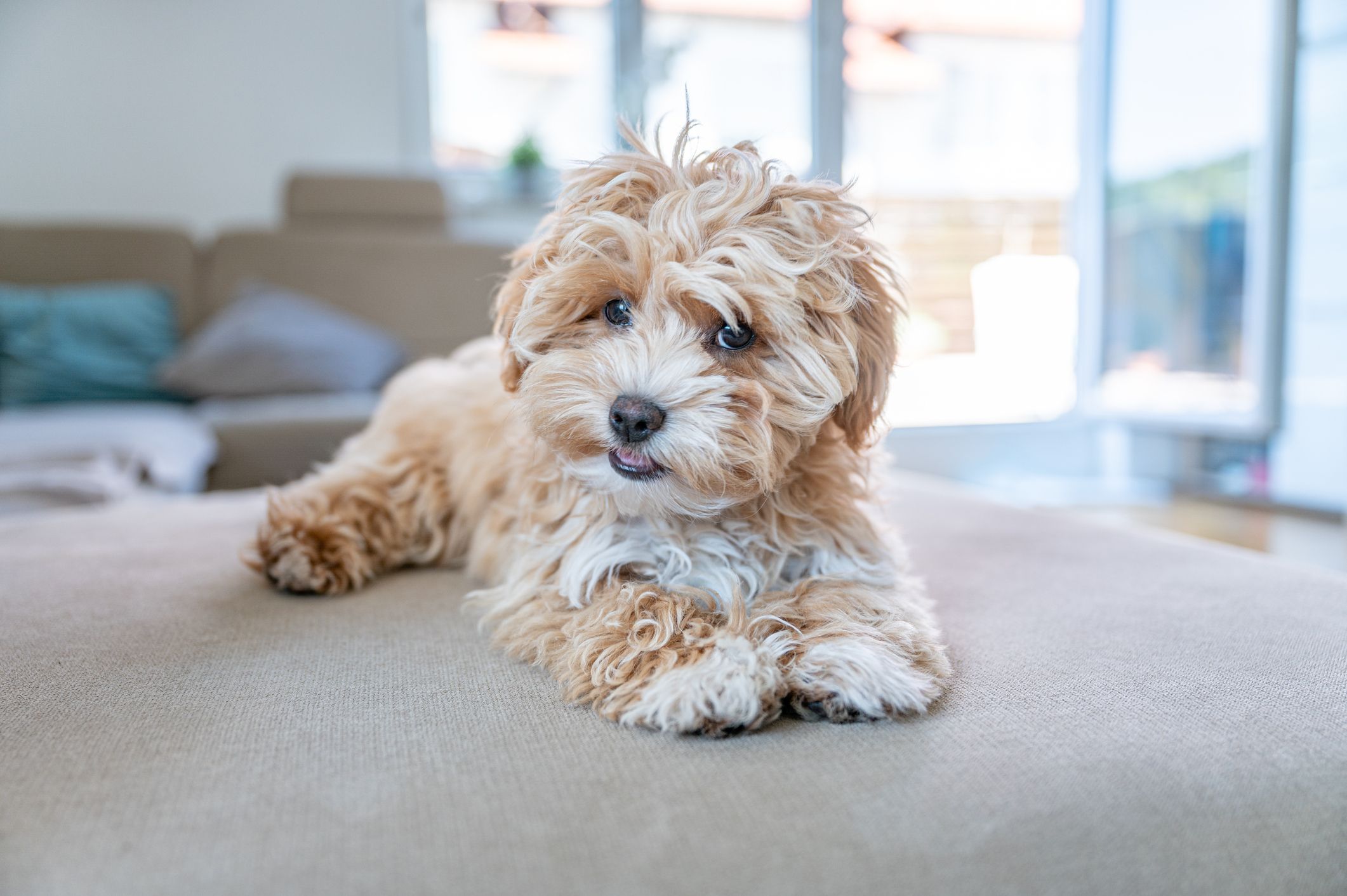 Small (under 20 lbs)